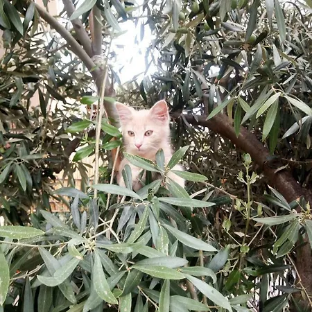 Apartmán Casa Roberta Villa San Pietro