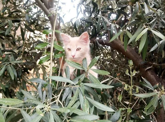 公寓 Casa Roberta 圣彼得罗镇